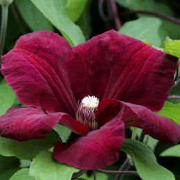 Clemtide 'Rouge cardinal'